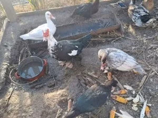 Ducks — Hungary