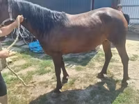 母马, Horses — 照片 2