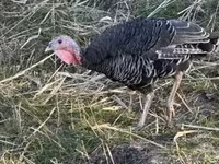 Turkeys — Foto 2