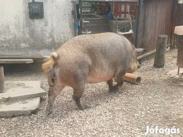 Süldőanya, Мангалица