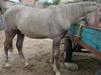 公马, Horses — 照片 3