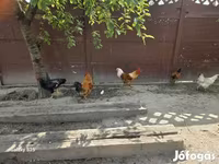 Chickens — الصورة 1
