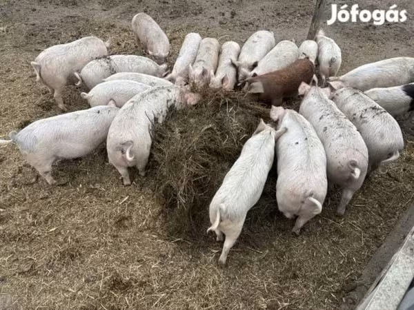 Cerda, Cerdos