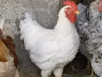 Plymouth Rock — 4. fotó