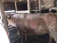 Byk, Simmental cattle — zdjęcie 1