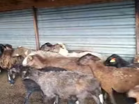 Carneiro, Adal sheep — foto 1