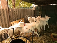 Goats (batch, sex not specified), Saanen goat — photo 6