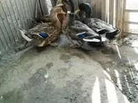 Ducks — photo 5