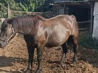 Horse (M), Hungarian horse breed — photo 4