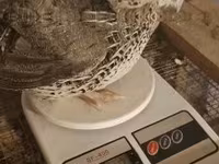Quails — الصورة 7