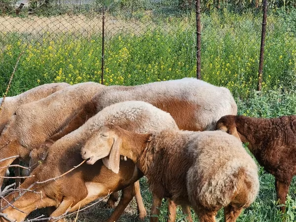 Brebis, Rhon sheep