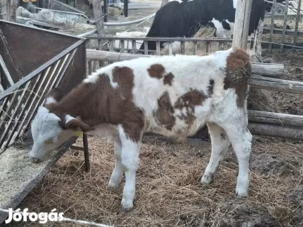 Bika, Simmental cattle