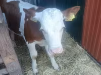公牛, Simmental cattle — 照片 7