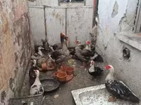 Geese — 照片 2