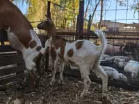 Nőstény kecske, Nubian Goat — 3. fotó