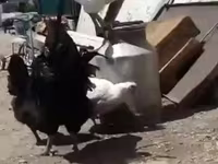 Leghorn — zdjęcie 2
