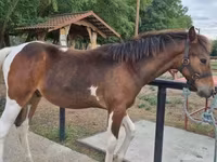 Horse (M), Hungarian horse breed — photo 1