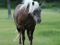 Caballo, Caballos — foto 4