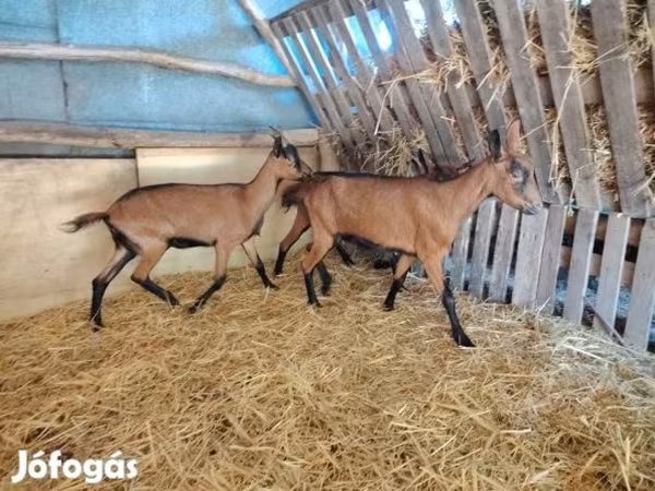 عنزة, Alpine goat — هنغاريا