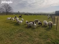 Kos, Dorper sheep — 1. fotó