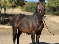 Caballo, Caballos — foto 2