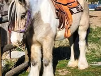 घोड़ी, Gypsy horse — फ़ोटो 6