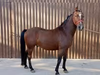 घोड़ा, Lipizzaner — फ़ोटो 2