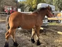 公马, Horses — 照片 3