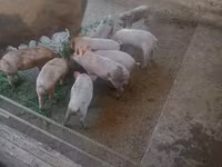 Pigs (batch, sex not specified), Pigs — photo 2