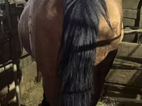 母马, Horses — 照片 1