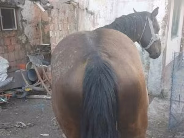 Конь, Лошади