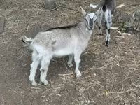 公山羊, Goats — 照片 4