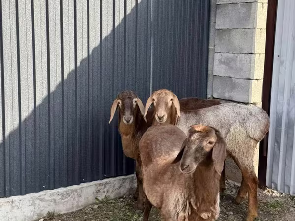 Schaf, Hissar sheep
