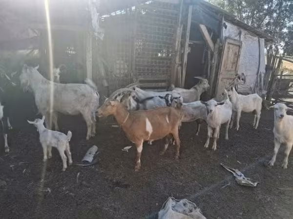 母山羊, Goats