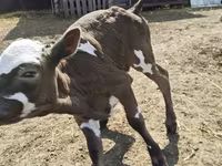 Bovinos (lote, sexo no especificado), Brown Latvian — foto 4