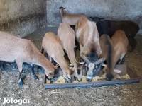 Kos, Cameroon sheep — 3. fotó