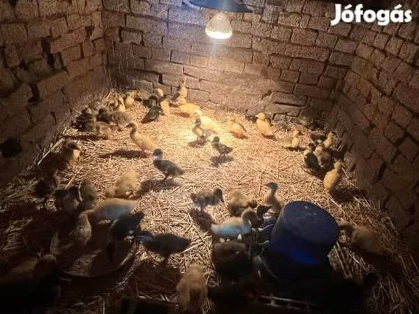 Ducks — Ungarn