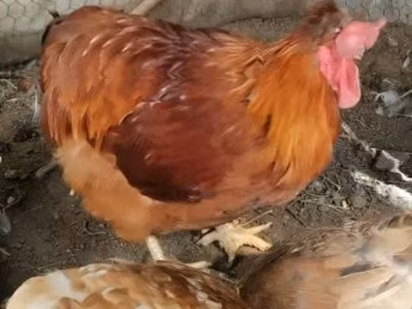 Chickens