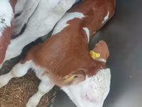 Bika, Simmental cattle — 4. fotó