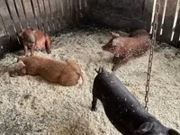 Boar, Мангалица — photo 6