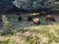 Oveja, Ouessant sheep — foto 8