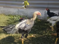 Chickens — 2. fotó