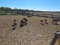 Kos, Cameroon sheep — 4. fotó