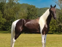 घोड़ा, Tennessee Walking Horse — फ़ोटो 5