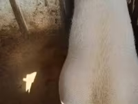 母猪, Pigs — 照片 3
