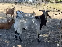 बकरा, बकरियाँ — फ़ोटो 1