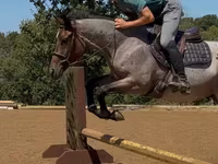 Caballo, Quarter Horse — foto 6