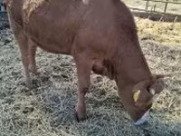 Vaca, Vaca Limousin — foto 1