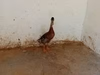 إنديان رانر — الصورة 1