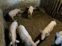 मादा सूअर, सूअर — फ़ोटो 4